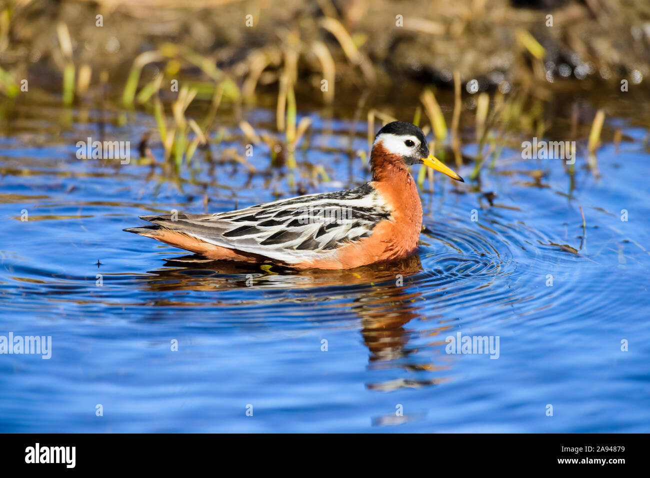 Weibliche rote Phalarope (Phalaropus fulicarius) Im Zuchtgefieder schwimmen in einem Teich bei Utquiagvik (Früher Barrow) an Alaskas Nordhang Stockfoto