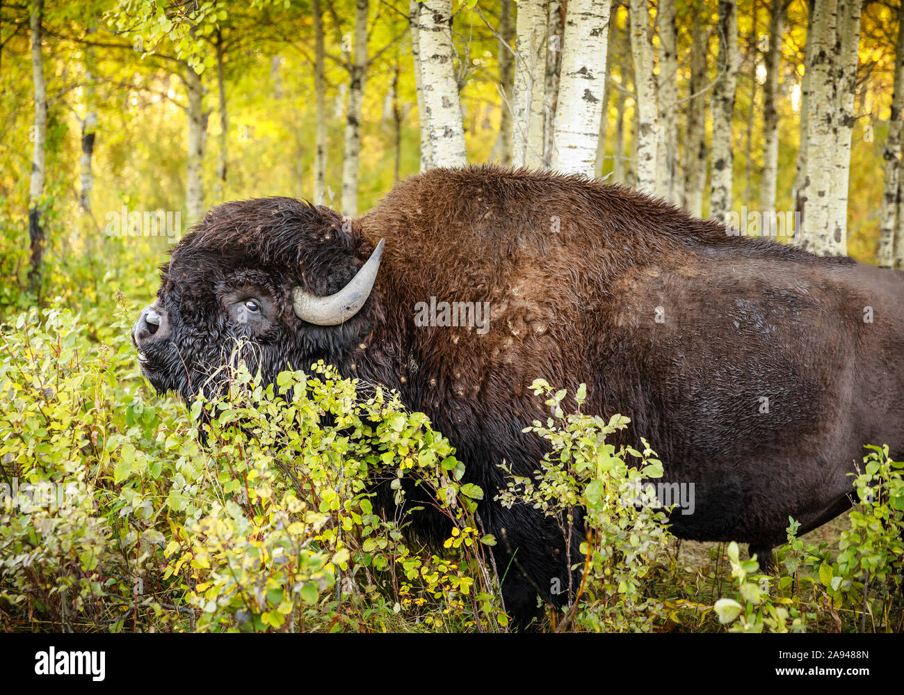 Plains Bison Bull, oder American Buffalo (Bison Bison Bison), im Herbst, Riding Mountain National Park; Manitoba, Kanada Stockfoto