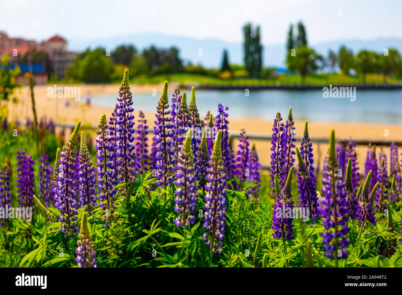 Lupinen im Kelowna Park am Lake Okanagan; Kelowna, British Columbia, Kanada Stockfoto