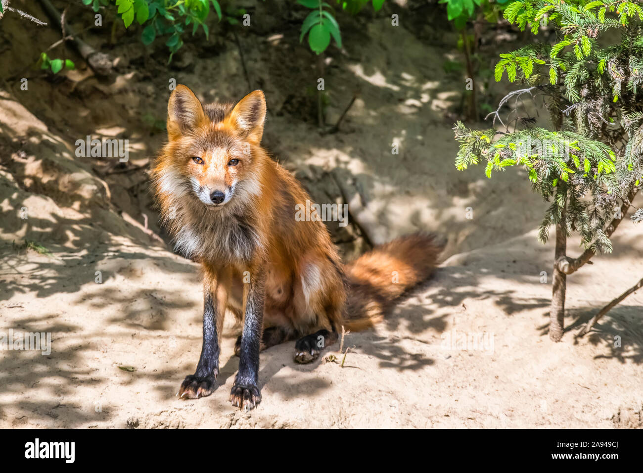 Erwachsenes Weibchen Rotfuchs (Vulpes vulpes) am Eingang zu ihrer Höhle bei Fairbanks; Alaska, Vereinigte Staaten von Amerika Stockfoto