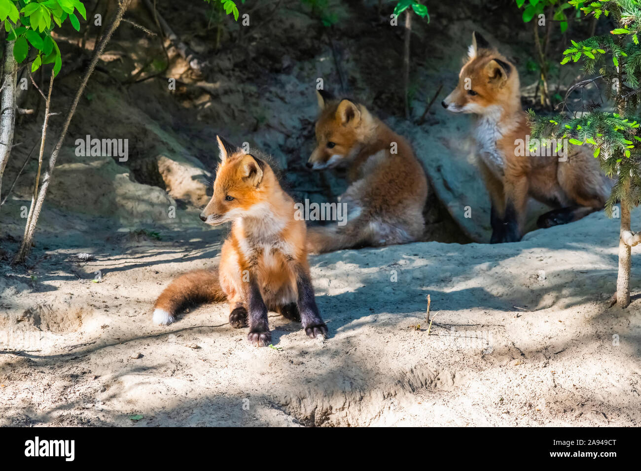 Drei Red Fox (Vulpes vulpes) Kits in ihrem Bau in der Nähe von Fairbanks; Alaska, Vereinigte Staaten von Amerika Stockfoto