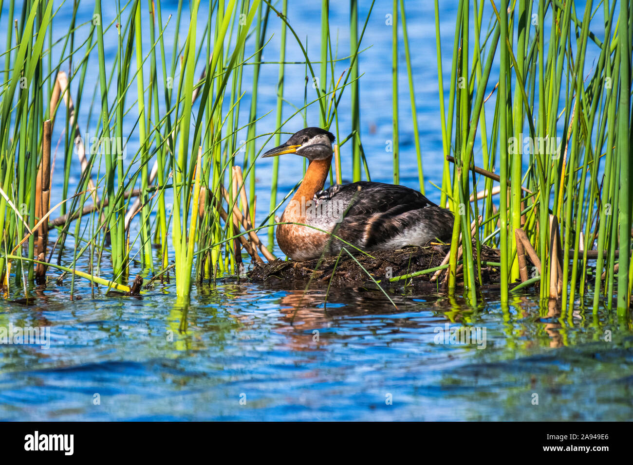 Rothalsigel (Podiceps grisegena) Mit neu geschlüpftem Küken auf dem Rücken in einem Nest verankert In einem Teich in der Nähe von Fairbanks Stockfoto