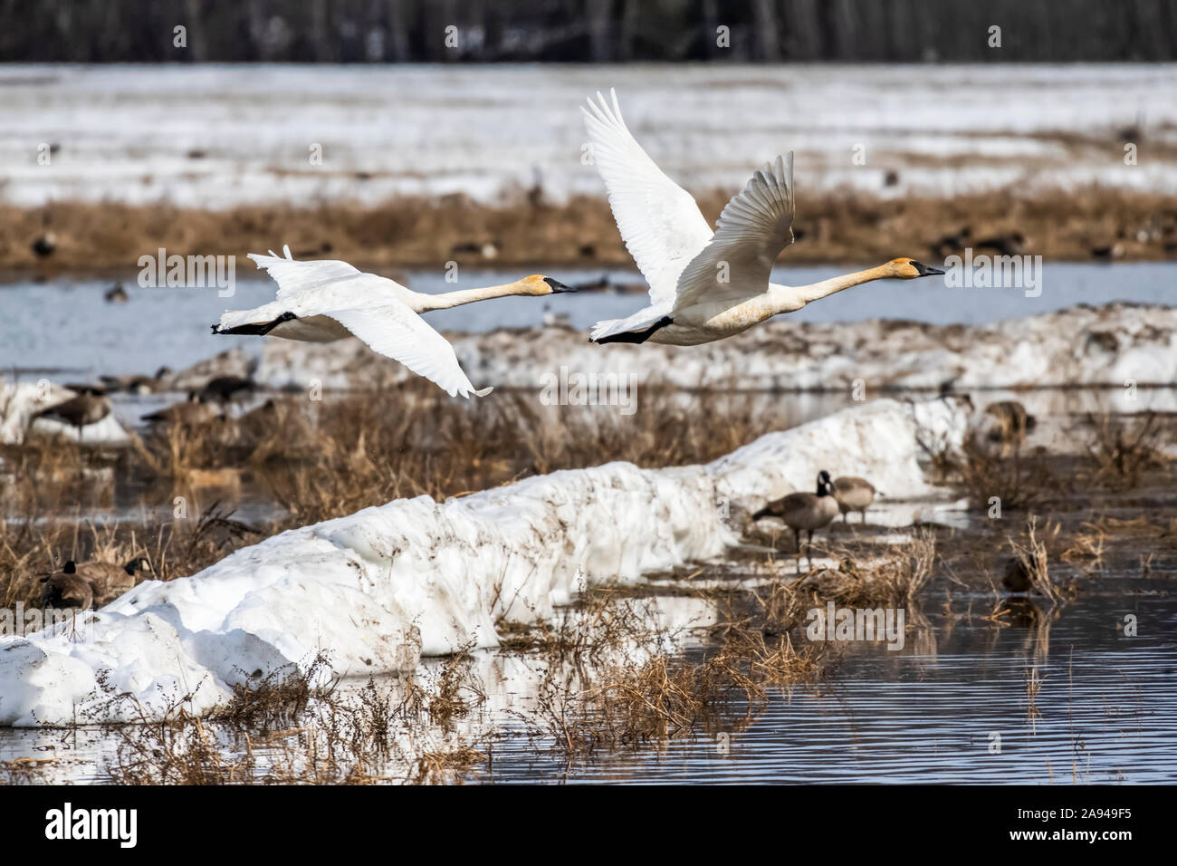 Paar Trompeter Swans (Cygnus buccinator) fliegen tief über Creamer's Field Zugwasservögel Refuge; Fairbanks, Alaska, Vereinigte Staaten von Amerika Stockfoto