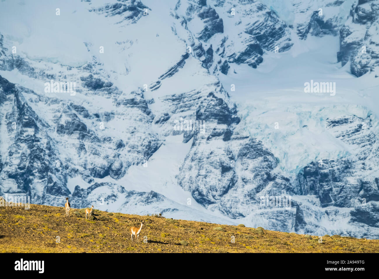 Guanaco (Lama guanicoe) ist die wichtigste Nahrungsquelle für den puma im Süden Chiles; Torres del Paine, Chile Stockfoto