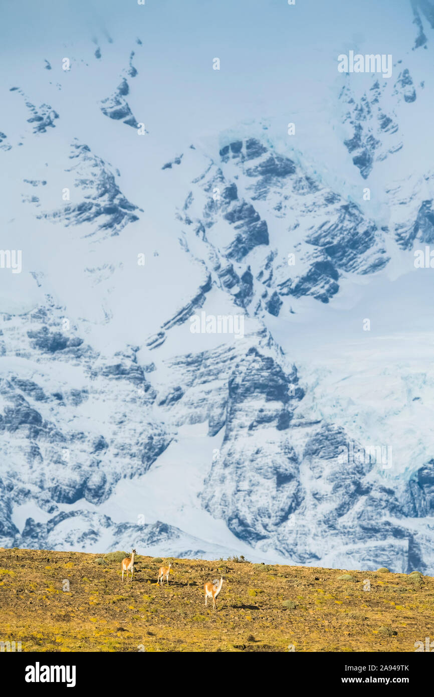 Guanaco (Lama guanicoe) ist die wichtigste Nahrungsquelle für den puma im Süden Chiles; Torres del Paine, Chile Stockfoto