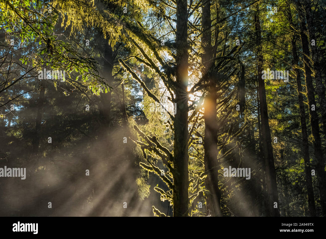 Steht in den Redwood-Wäldern von Nordkalifornien. Die Bäume sind massiv und reichen nach oben. Lichtfilterung durch die Bäume und Nebel schaffen B... Stockfoto