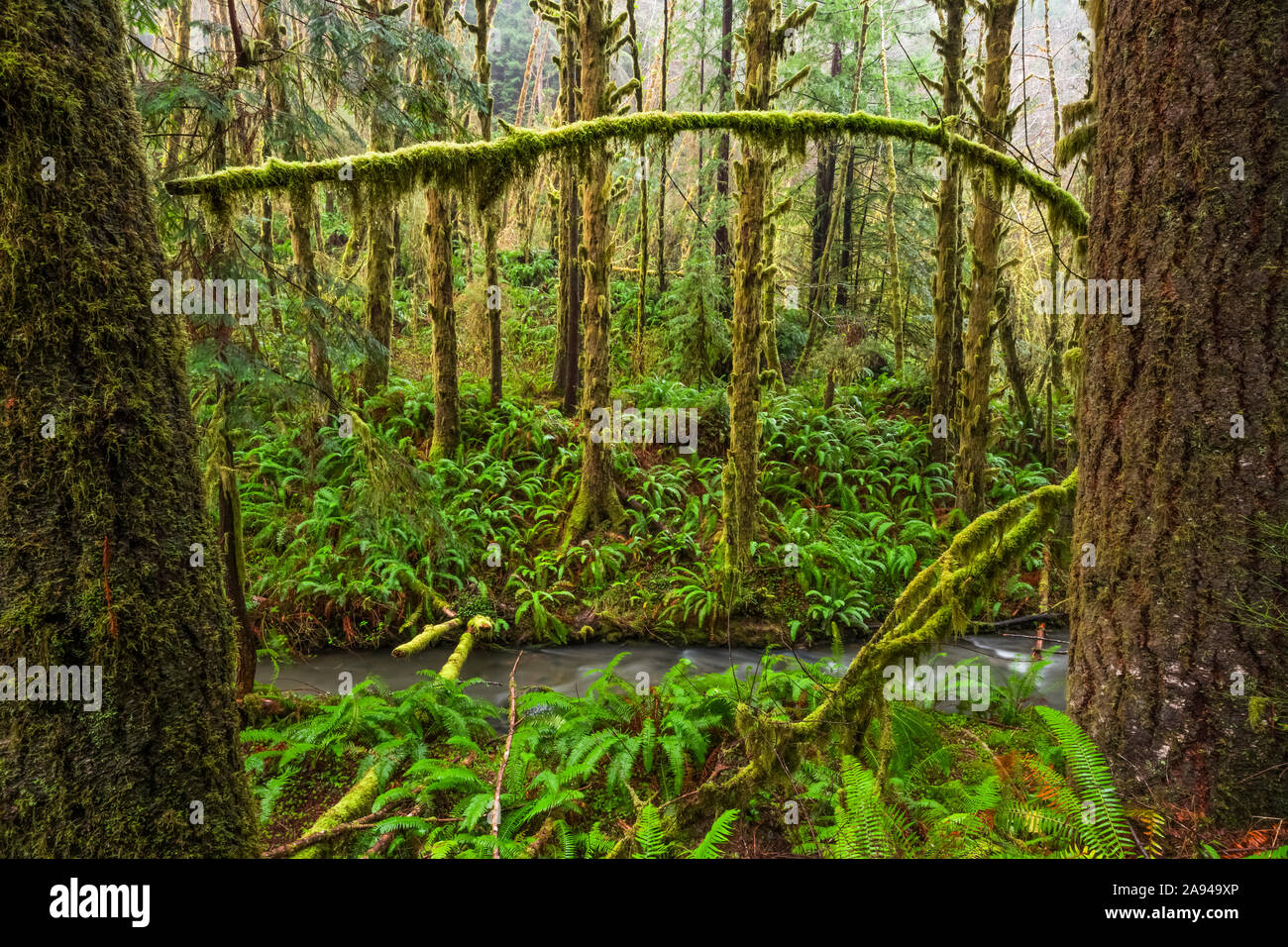 Die Bäume der Redwood-Wälder im Norden Kaliforniens sind ein mystischer Ort zum Erkunden. Das Moos bedeckt die alten Bäume, wie sie in Richtung der... Stockfoto