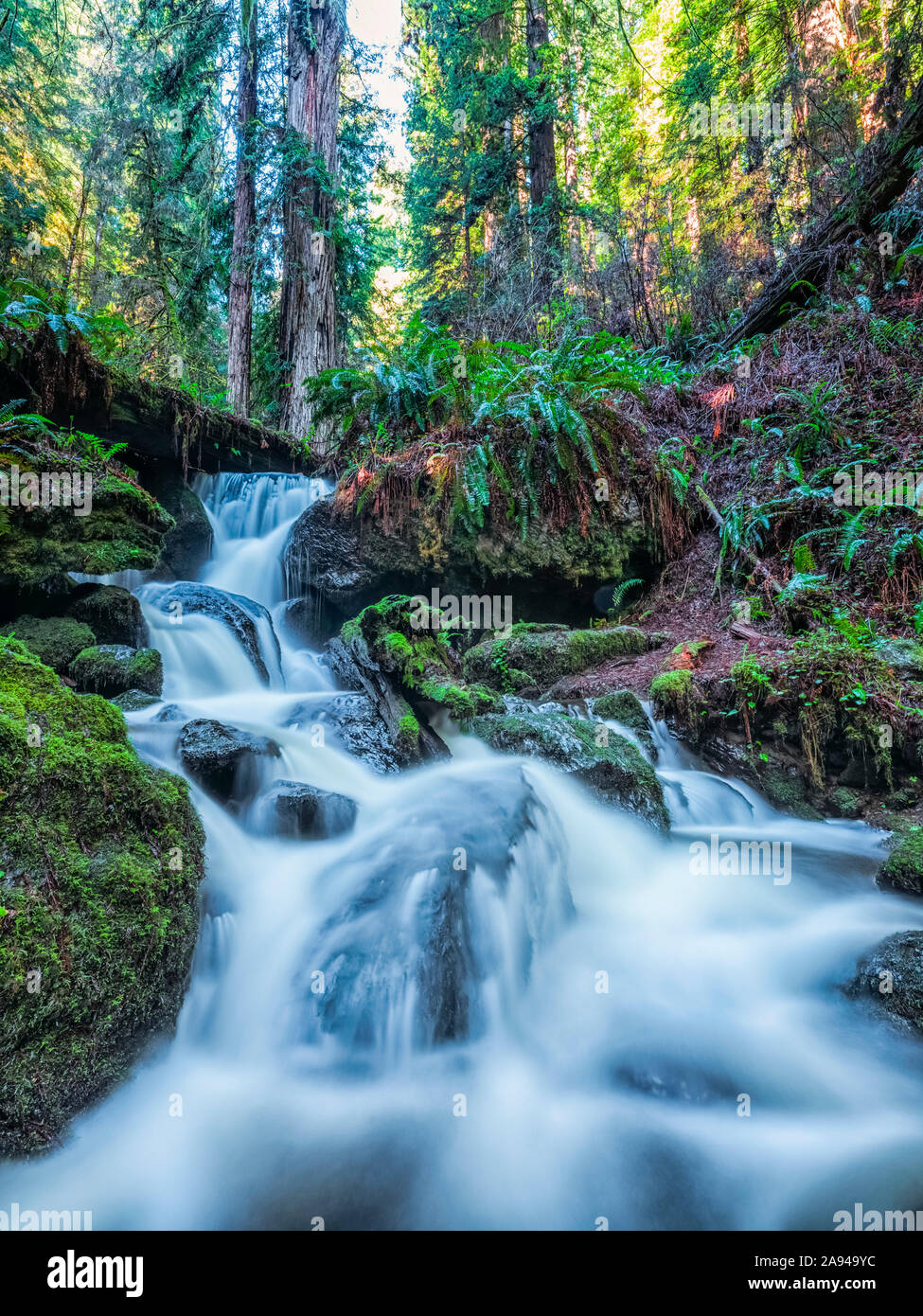 Die Bäume der Redwood-Wälder im Norden Kaliforniens sind ein mystischer Ort zum Erkunden. Das Moos bedeckt die alten Bäume, wie sie in Richtung der... Stockfoto