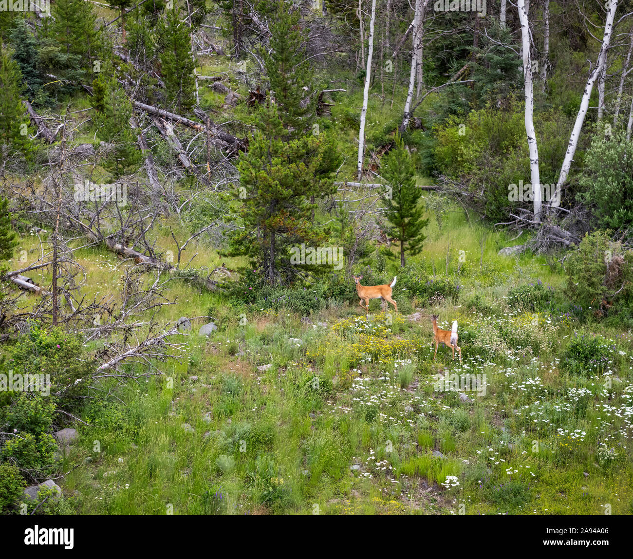 Hirsche (Cervidae) im Wald auf dem Highway 97 vom Tunkwa Lake nach Kamloops und zurück zum Tunkwa Lake; British Columbia, Kanada Stockfoto