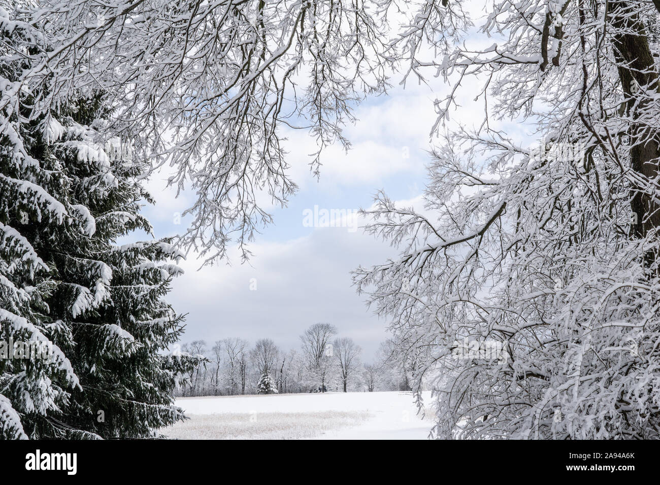 Spaziergang im Park nach einem Wintersturm, Fotos der Winterlandschaft in der wyomissing Park, Berks County, Pennsylvania Stockfoto