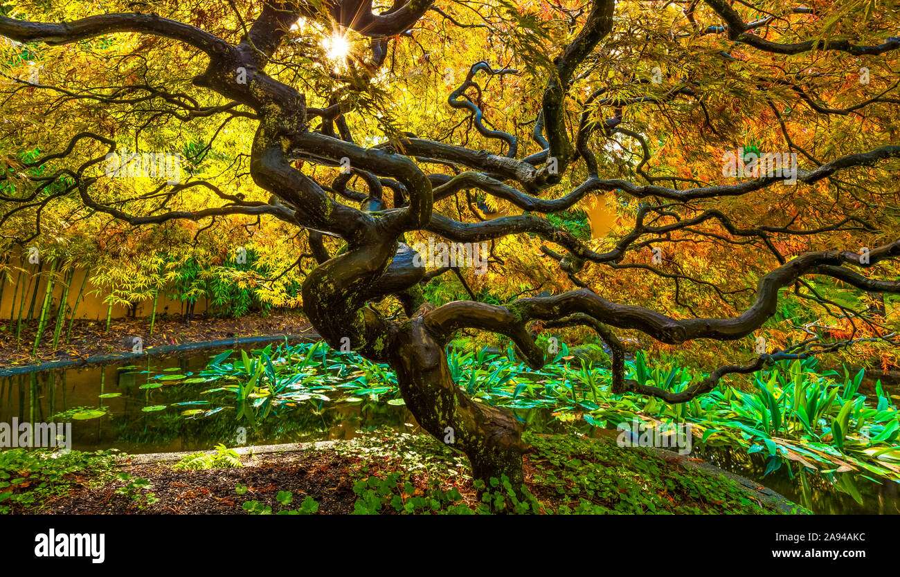 Japanischer Ahorn (Acer palmatum), Baum der Hoffnung; Vancouver, British Columbia, Kanada Stockfoto