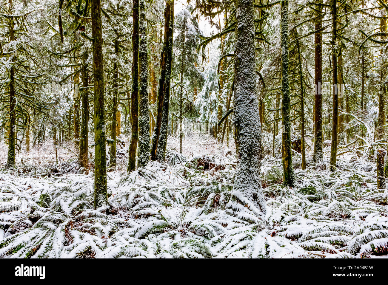 Schnee bedeckt einen Regenwald; British Columbia, Kanada Stockfoto