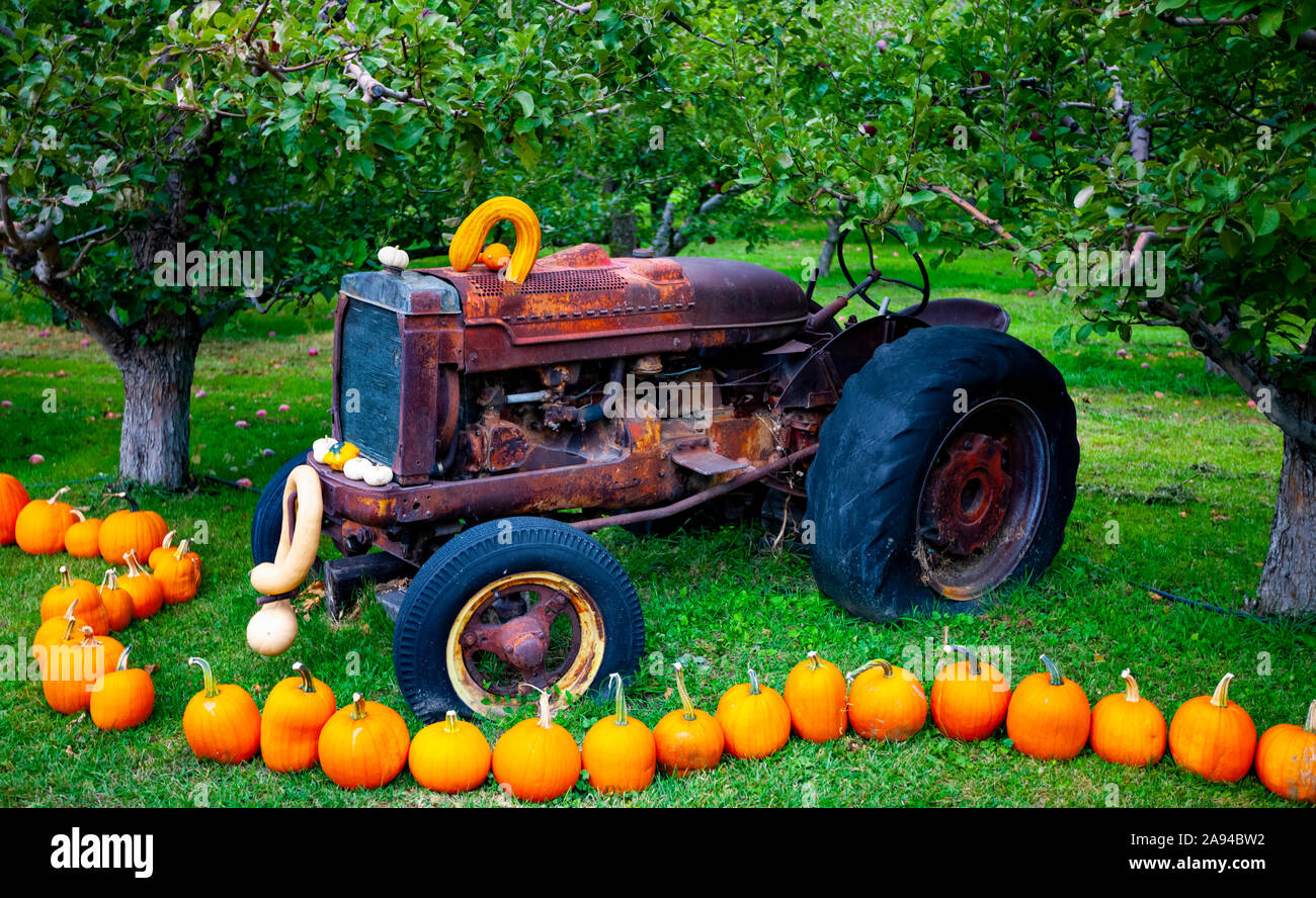 Vintage Traktor mit Kürbissen schmücken einen Hof im Herbst; Kanada Stockfoto
