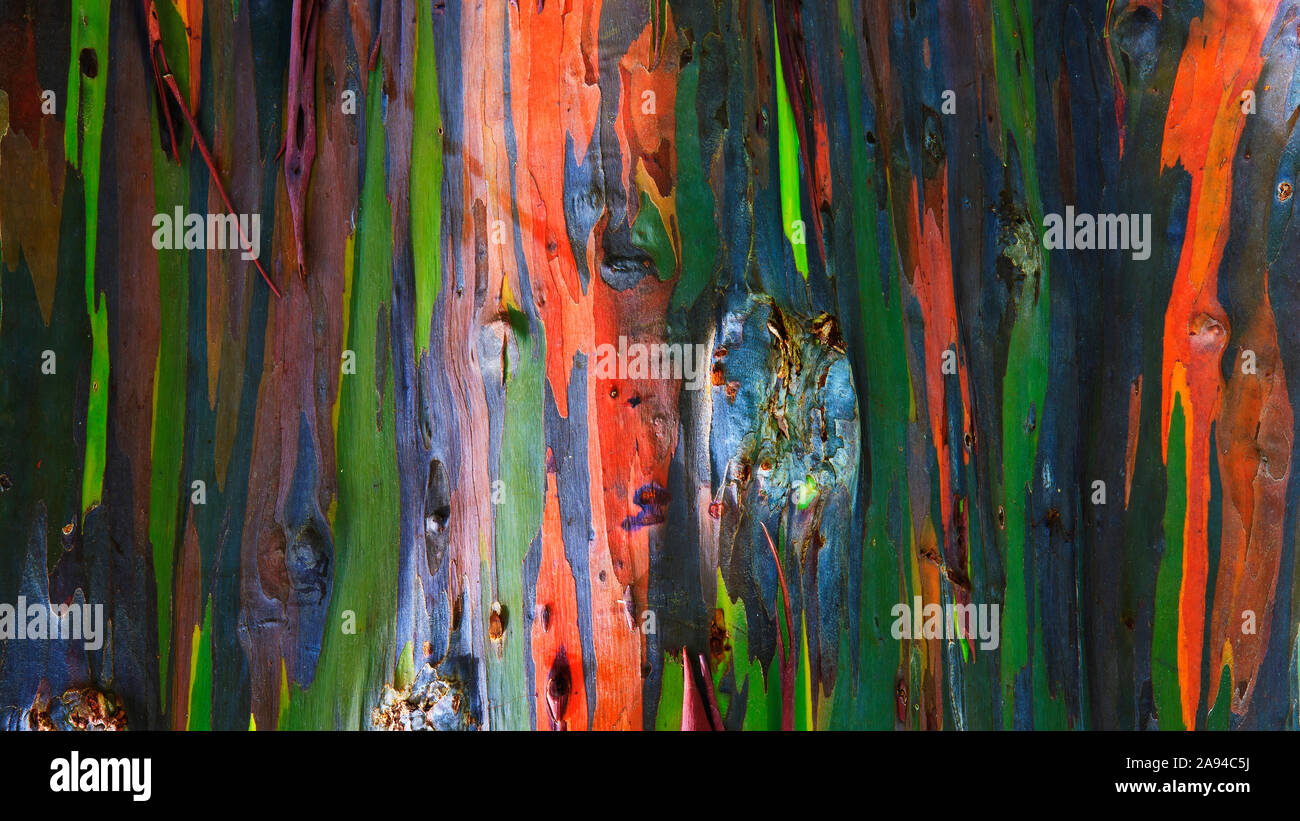 Nahaufnahme der Rinde auf einem Regenbogen Eucalyptus (Eucalyptus deglupta) Baum; Kauai, Hawaii, Vereinigte Staaten von Amerika Stockfoto