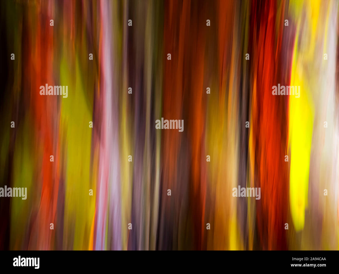 Verschwommene Nahaufnahme der Rinde auf einem Regenbogen-Eukalyptusbaum (Eucalyptus deglupta); Kauai, Hawaii, Vereinigte Staaten von Amerika Stockfoto