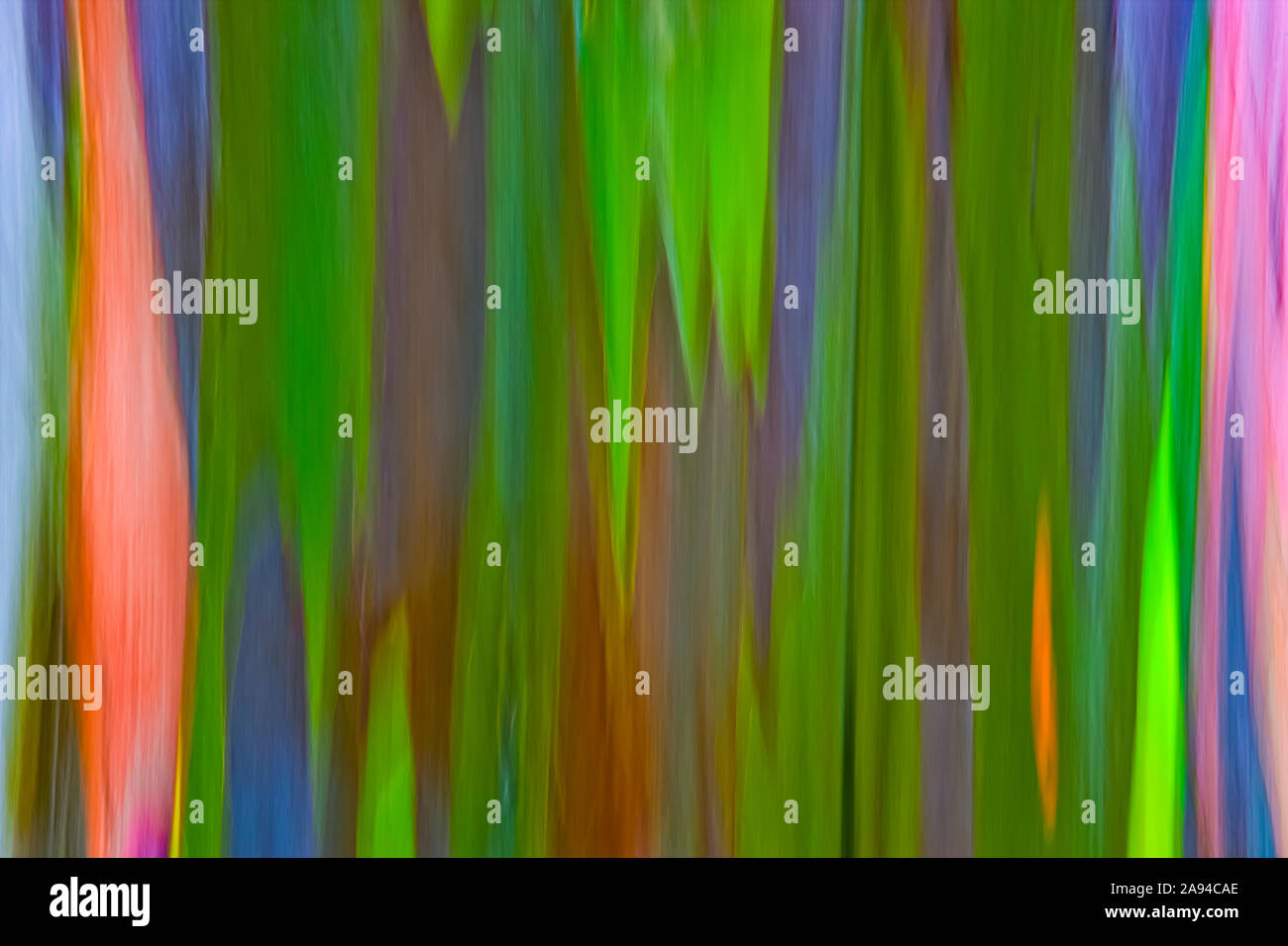 Verschwommene Nahaufnahme der Rinde auf einem Regenbogen-Eukalyptusbaum (Eucalyptus deglupta); Kauai, Hawaii, Vereinigte Staaten von Amerika Stockfoto