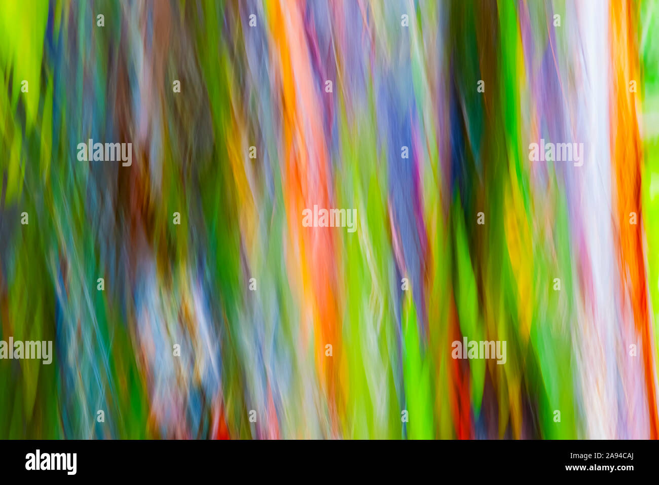 Verschwommene Nahaufnahme der Rinde auf einem Regenbogen-Eukalyptusbaum (Eucalyptus deglupta); Kauai, Hawaii, Vereinigte Staaten von Amerika Stockfoto