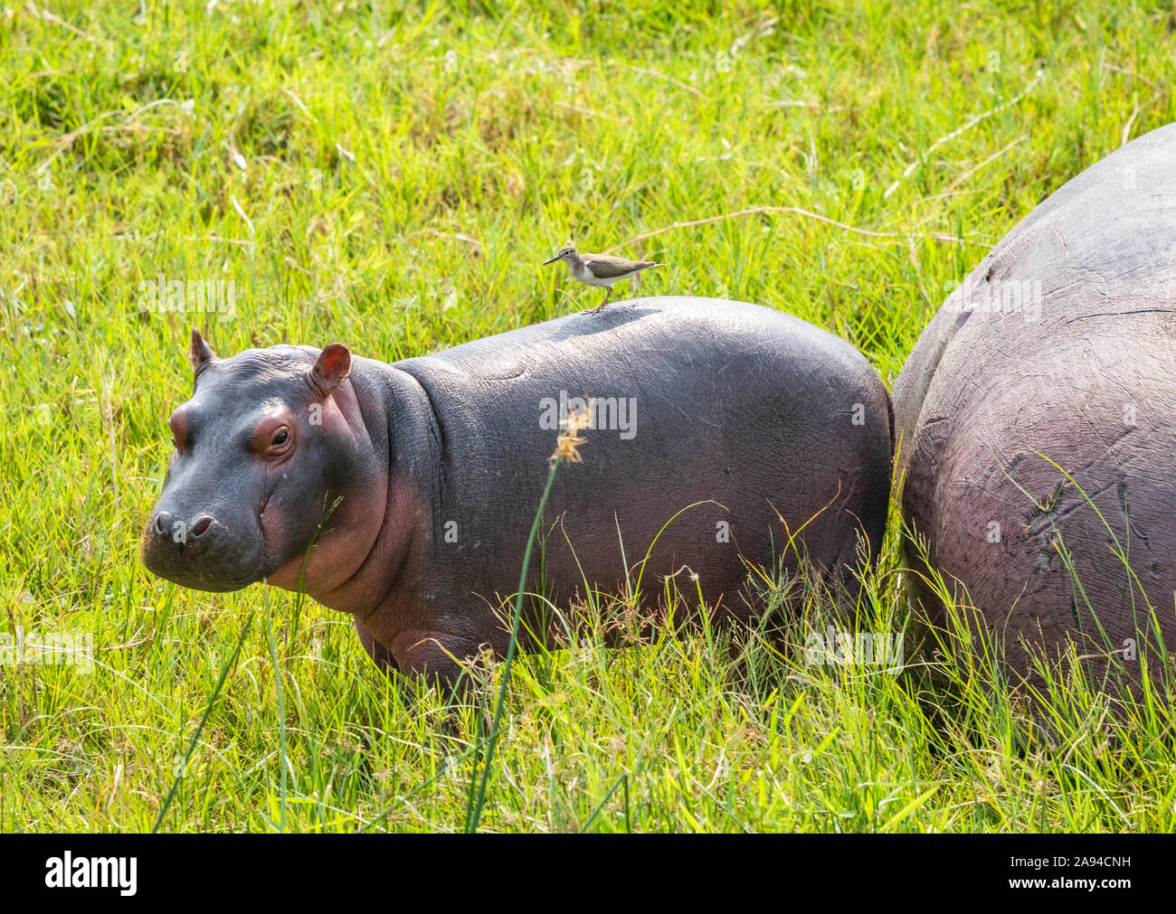 Hippopotamus und Kalb (Hippopotamus amphibius) vom Kazinga-Kanal, Queen Elizabeth National Park; Western Region, Uganda Stockfoto