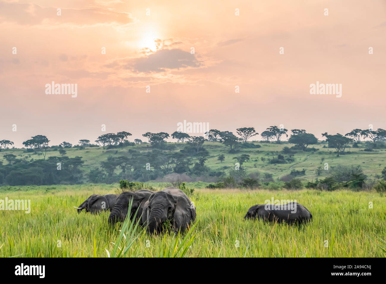 Afrikanische Elefantenherde (Loxodonta) bei Sonnenuntergang, Queen Elizabeth Nationalpark; westliche Region, Uganda Stockfoto