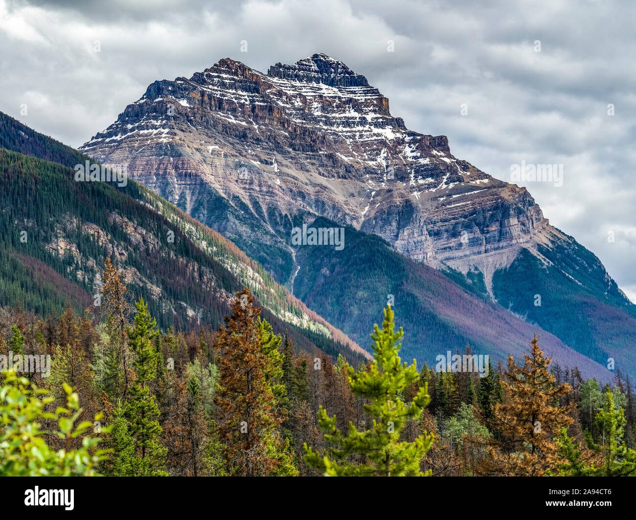 Zerklüftete felsige Berge und Wälder entlang des Icefield Parkway, Improvement District No. 12; Alberta, Kanada Stockfoto