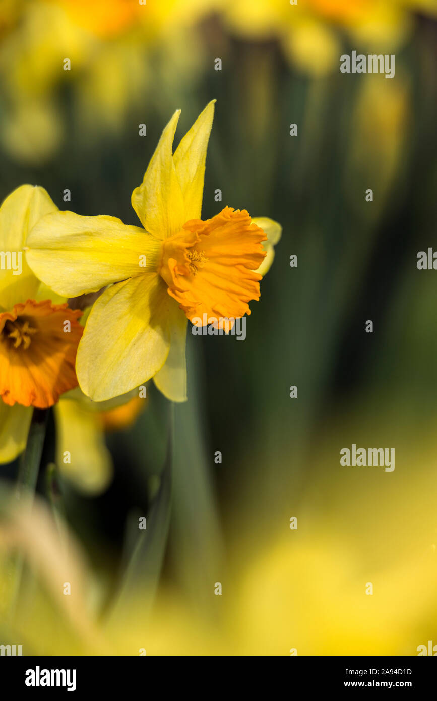 Narzissen (Narcissus), New York Botanical Garden; Bronx, New York, Vereinigte Staaten von Amerika Stockfoto