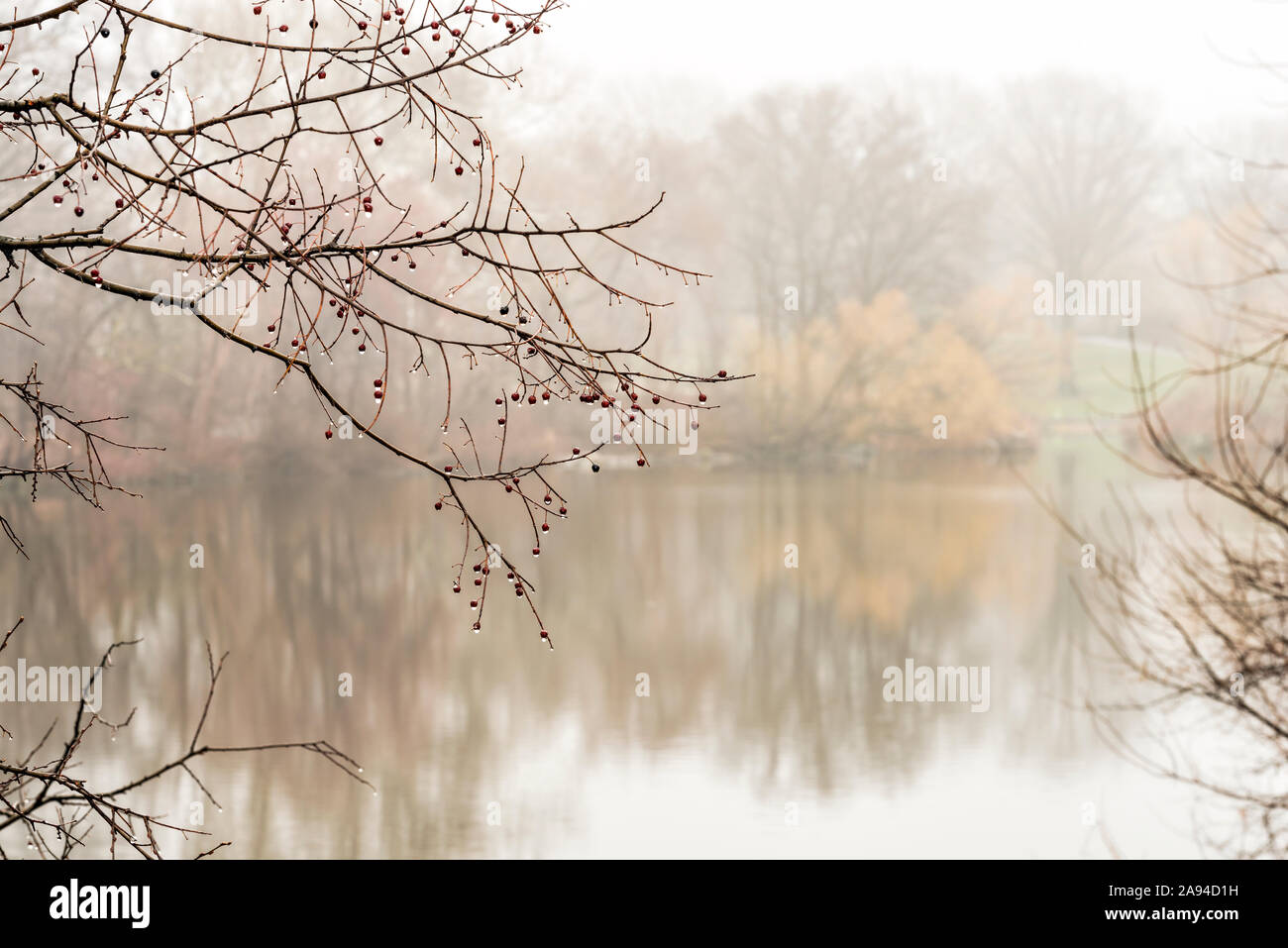 Regen-durchnässte Beeren am See an einem nebligen Tag im Central Park; New York City, New York, Vereinigte Staaten von Amerika Stockfoto