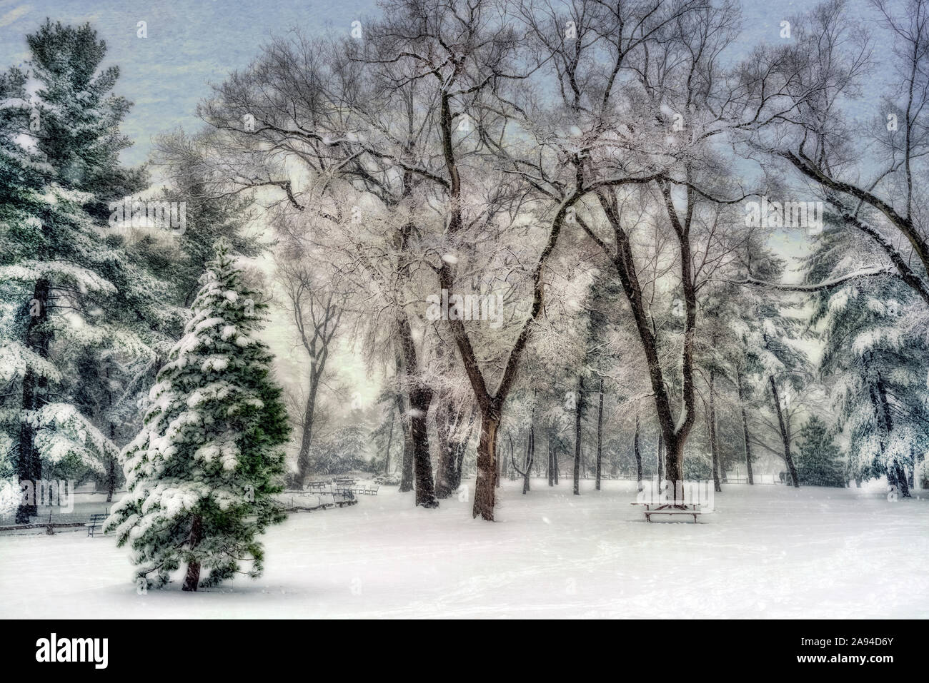 Schneefall im Arthur Ross Pinetum, Central Park; New York City, New York, Vereinigte Staaten von Amerika Stockfoto