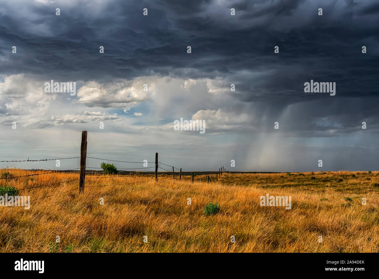 Gewitterwolken und Niederschläge über Feldern in den Prärien; Saskatchewan, Kanada Stockfoto