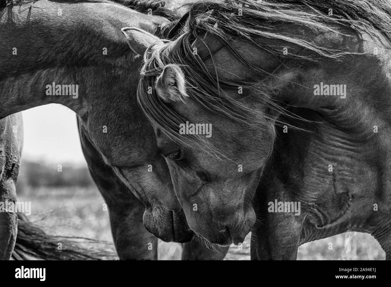 Schwarz-weißes Bild von Pferden, die ihre Köpfe berühren und Zärtlichkeit zeigen; Saskatchewan, Kanada Stockfoto