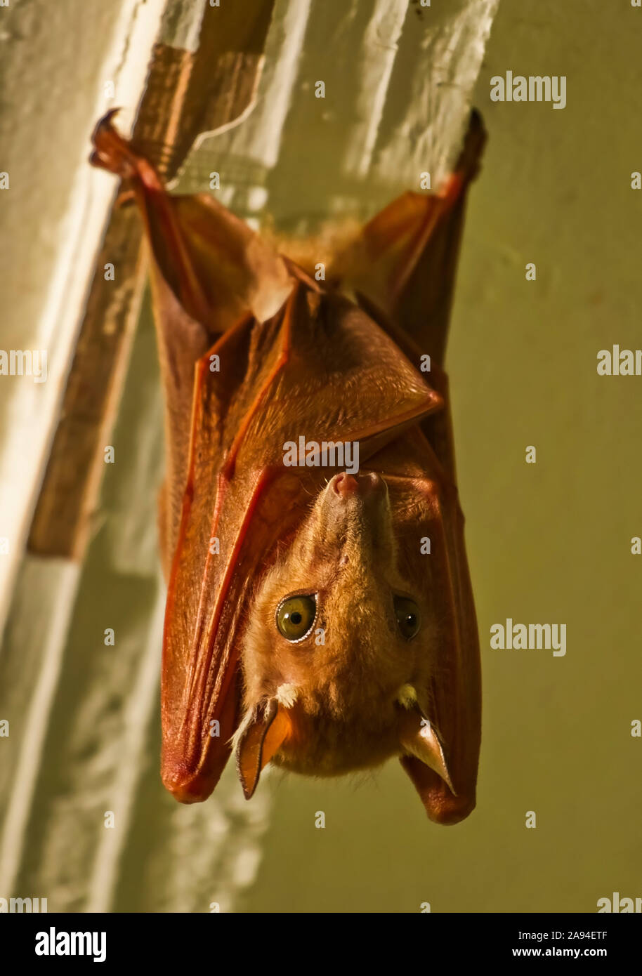 Wahlberg's Epauletted Fruit bat (Epomophorus wahlbergi); Tabora, Tansania Stockfoto