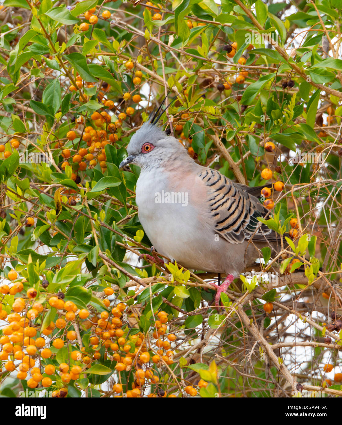 Crested Pigeon (Ocyphaps lophotes), Queensland, Queensland, Australien Stockfoto