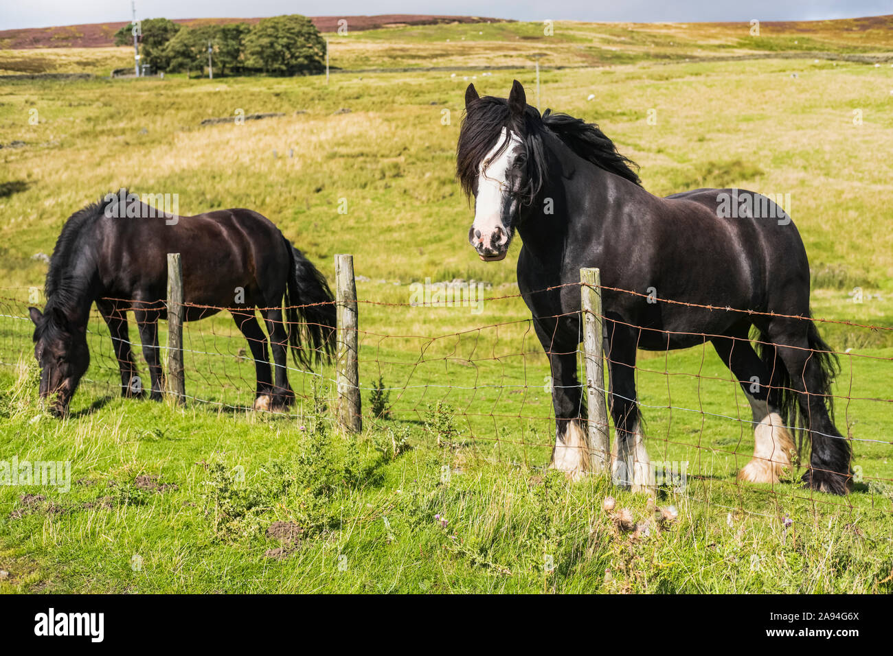 Zwei Pferde, die an einem Zaun auf einem Feld grasen; Blanchland, Northumberland, England Stockfoto