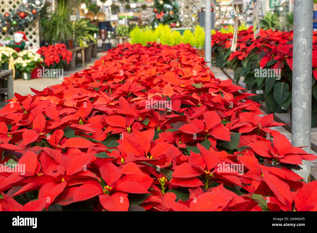 Rot Weihnachtsstern im Verkauf bei lokalen Gewächshaus in voller Blüte und für die Ferienzeit bereit Stockfoto