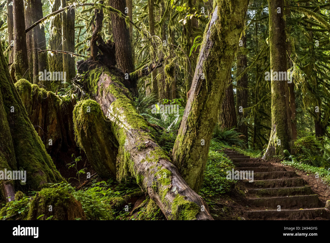 Auf dem Weg zum Soapstone Lake, Hamlet, Oregon, USA, wurde eine beeindruckende Treppe errichtet Stockfoto