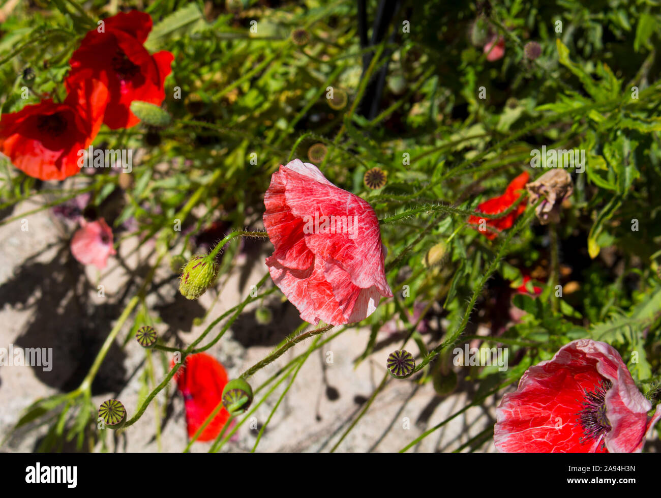 Brillante intensiv rot leuchtenden von Poppy die Flander Papaver rhoeas ist gegen das schwarze Kreuz in der Mitte gegenübergestellt und ist ein Symbol der Erinnerung. Stockfoto