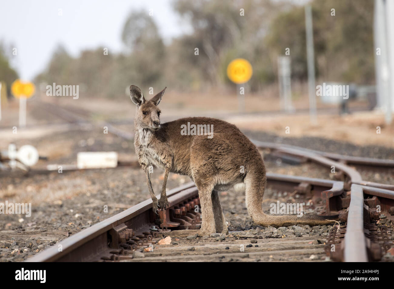 Eastern Grey Kangaroo crossing Gleise Stockfoto
