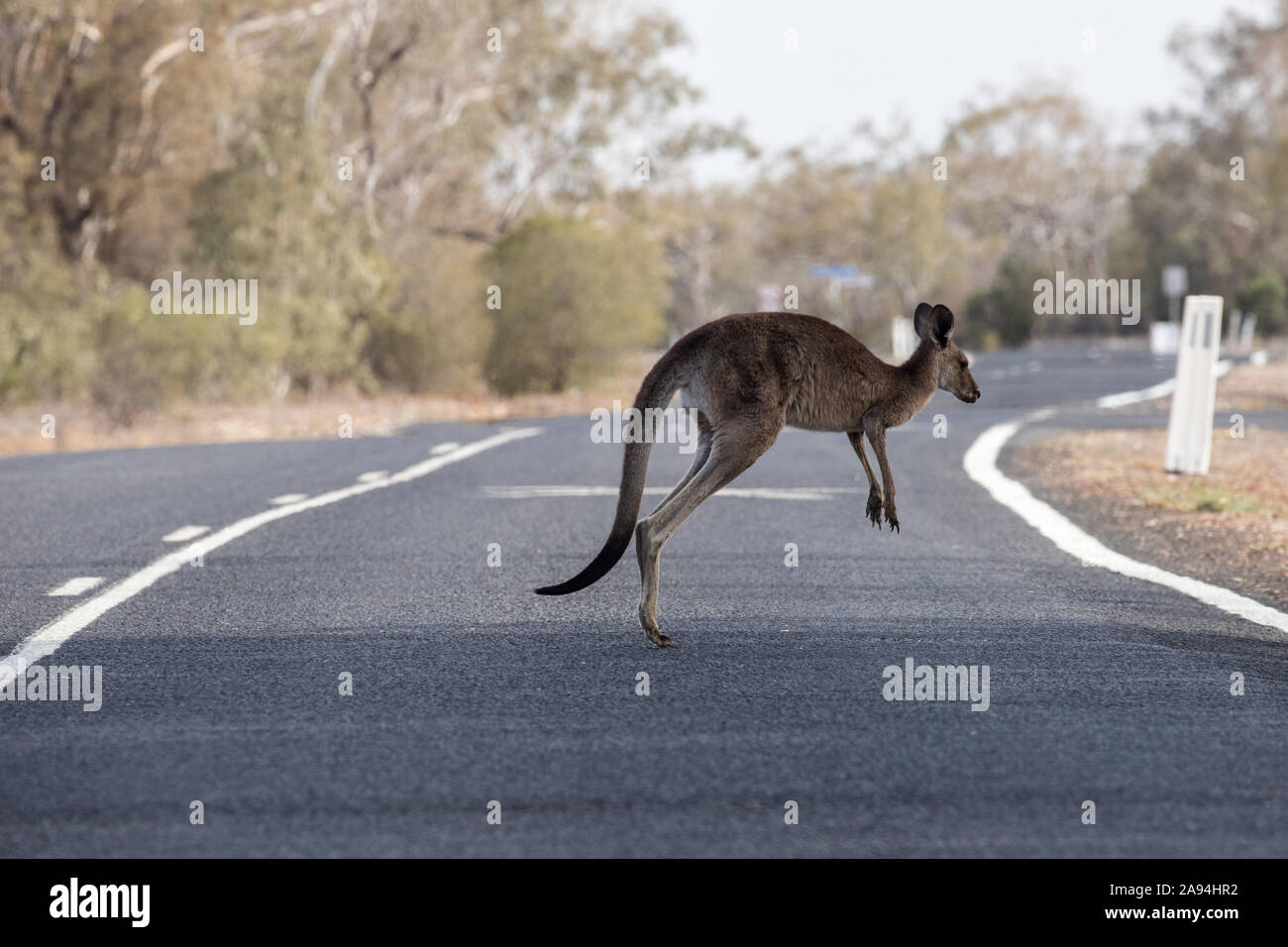 Eastern Grey Kangaroo Überqueren einer Straße Stockfoto