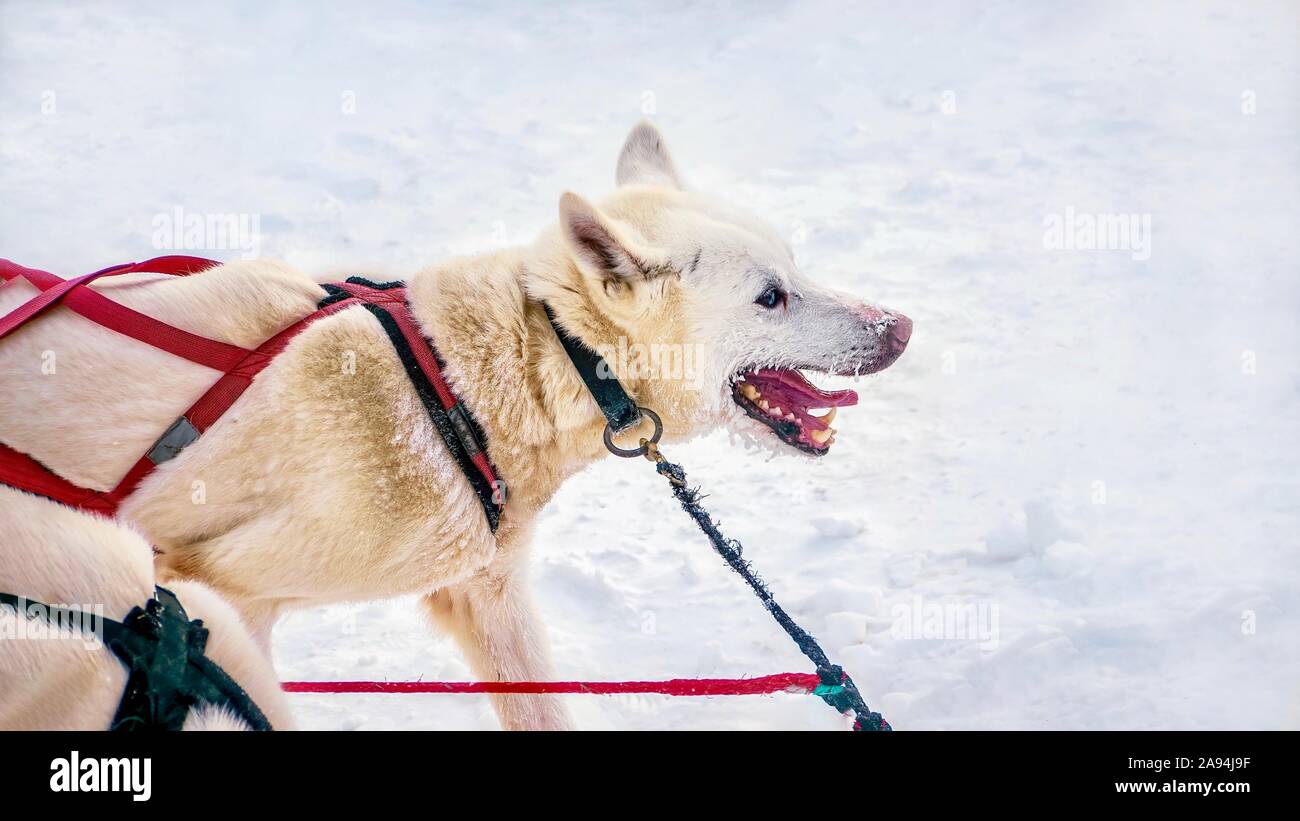 Nahaufnahme eines angeschirrt Mischling husky Schlittenhund, mit Eis Partikel auf seinem Gesicht und Schnee auf ihr Fell, die glücklich und eifrig zu laufen. Stockfoto
