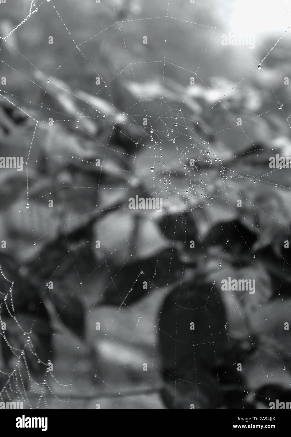 Ein grosses Spinnennetz, die eine Sammlung von leuchtenden Regentropfen an einem nebligen Tag gefangen, mit einem Hintergrund von schattigen verlässt. Stockfoto