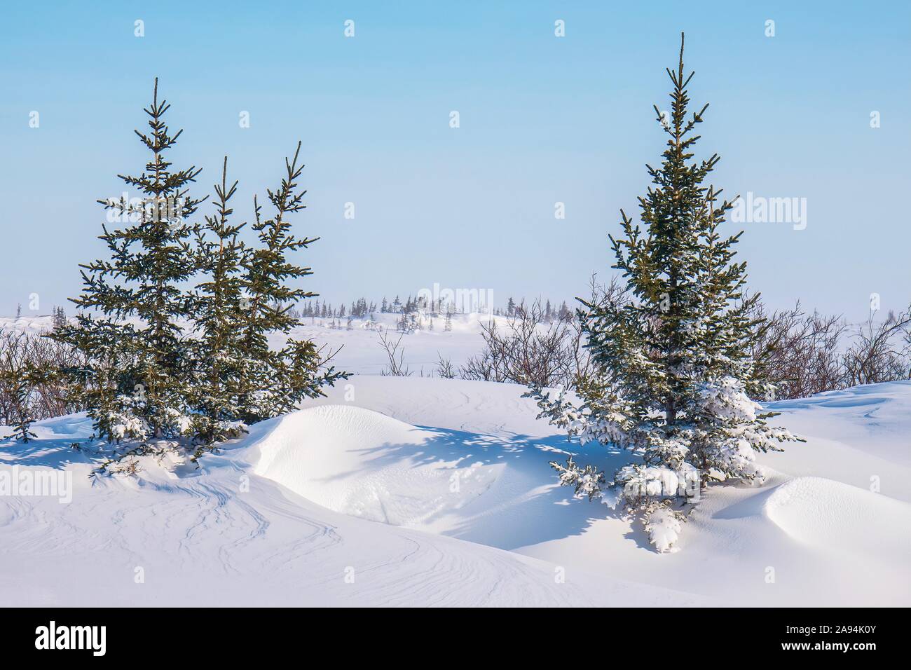 Eine verschneite Winterlandschaft Szene im Norden Kanadas, mit ein paar kleinen schwarzen Bäume stehen in tiefem Schnee Fichte. Churchill, Manitoba. Stockfoto