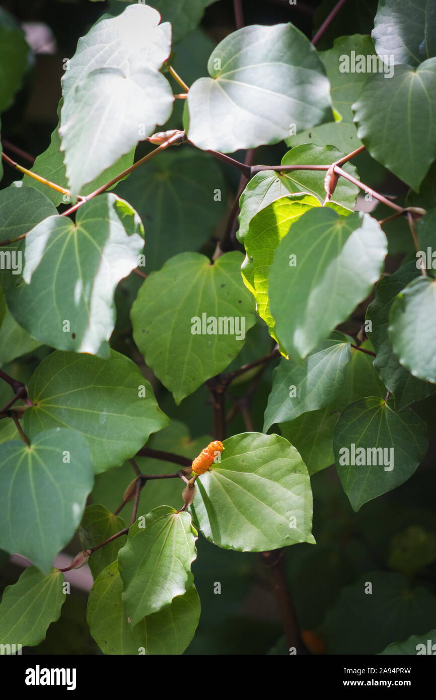 Hintergrundbild von Kawakawa Blätter und Früchte (Piper Excelsum) Stockfoto