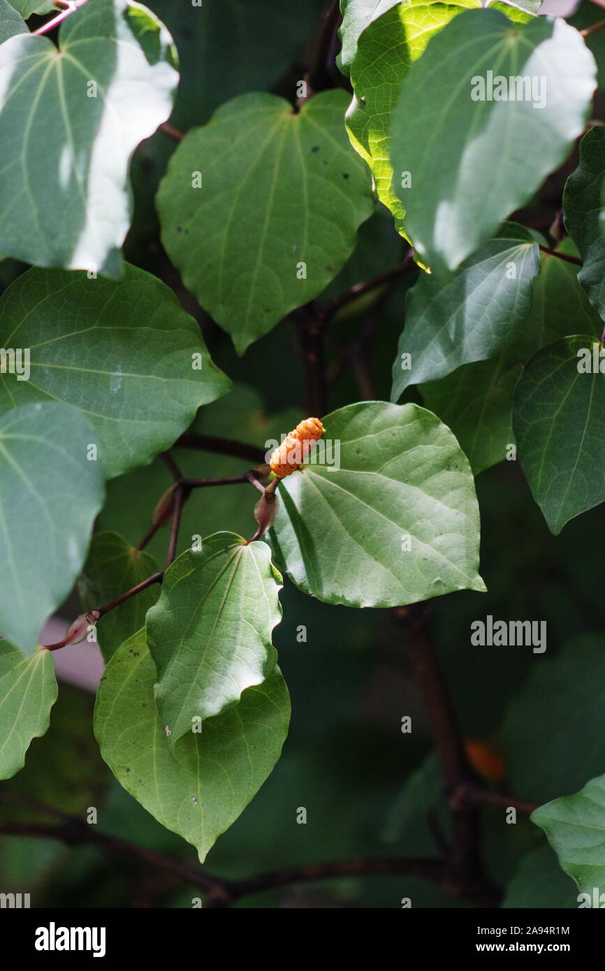 Hintergrundbild von Kawakawa Blätter und Früchte (Piper Excelsum) Stockfoto
