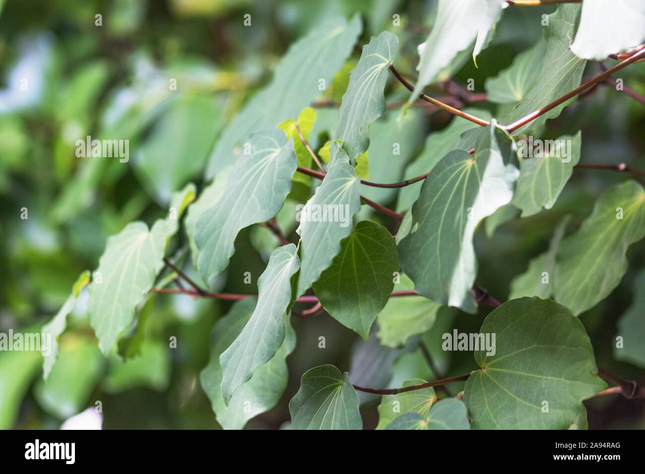 Hintergrundbild von Kawakawa Blätter (Piper Excelsum) Stockfoto
