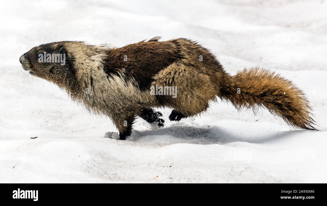 Eine wilde Marmot am Mount Rainier National Park in Washington. Stockfoto