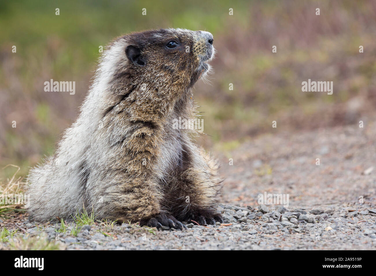 Eine wilde Marmot am Mount Rainier National Park in Washington. Stockfoto