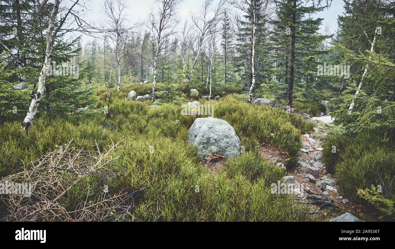 Pfad in einem bergwald an einem regnerischen Tag. Stockfoto