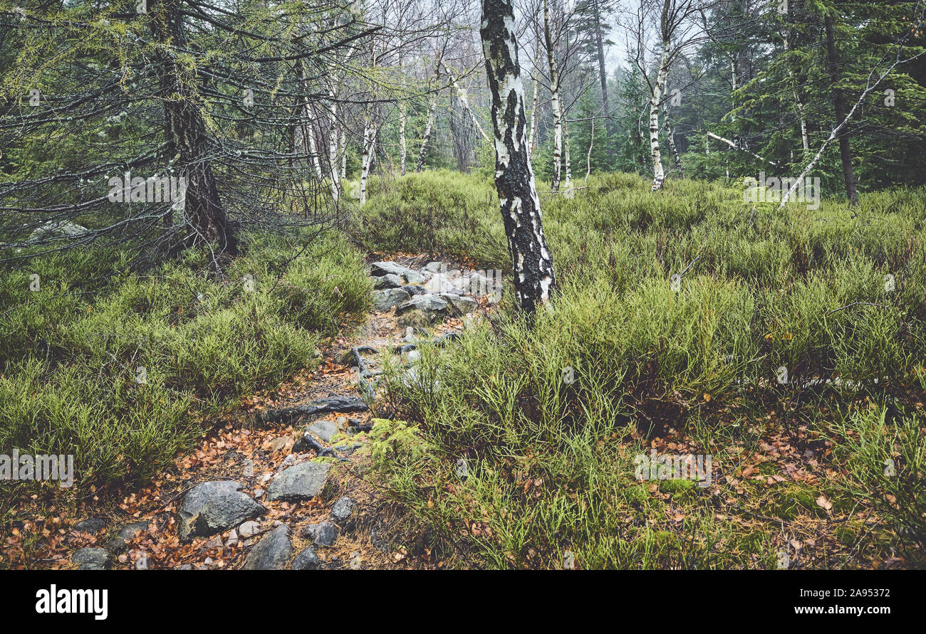 Pfad in einem bergwald an einem regnerischen Tag. Stockfoto