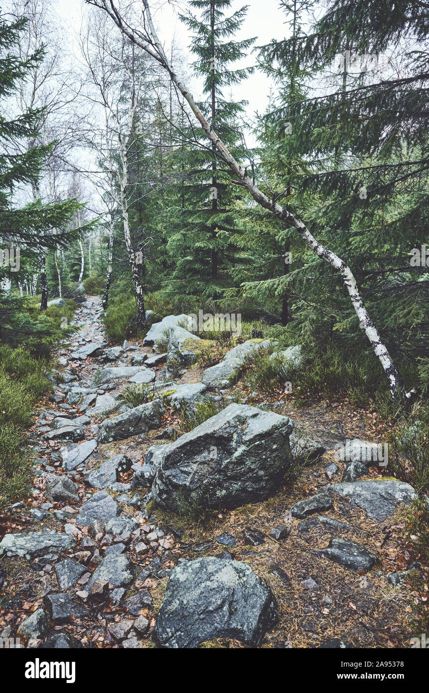 Pfad in einem bergwald an einem regnerischen Tag. Stockfoto