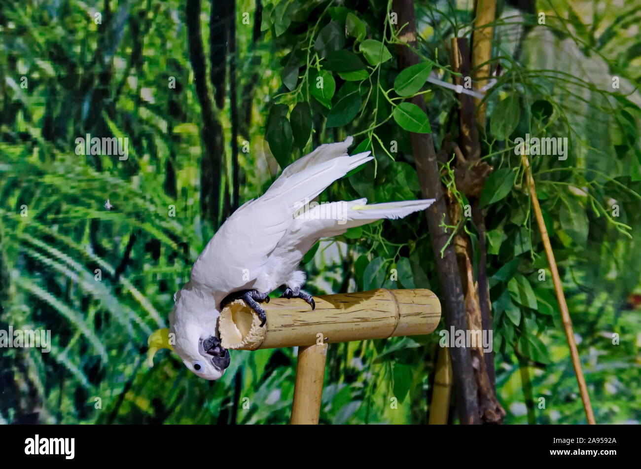 Neugierig white Cockatoo Papagei sitzt auf einem Zweig in Garten, Sofia, Bulgarien Stockfoto