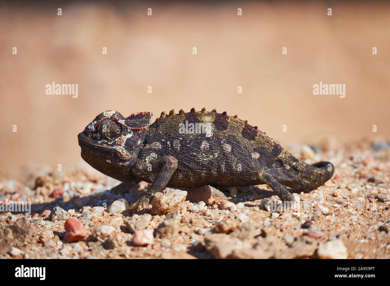 Namaqua Chamäleon ist eine große Chamäleon Arten und lebt in im südlichen Afrika Stockfoto